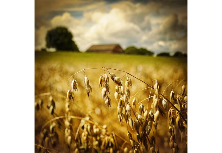 PVC Fototapete Macro – ECO Wandbild Selbstklebende Tapete – 3D Vinyl Wandsticker XXL SW258 - life-decor.de