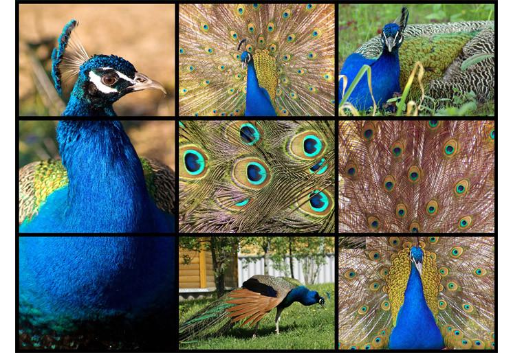 PVC Fototapete Peacock – ECO Wandbild Selbstklebende Tapete – 3D Vinyl Wandsticker XXL SW349 - life-decor.de