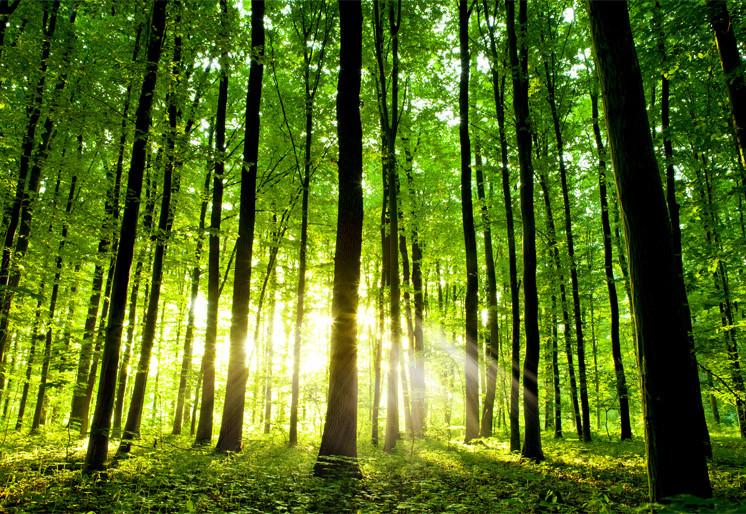 PVC Fototapete Beautiful Green Forest – ECO Wandbild Selbstklebende Tapete – 3D Vinyl Wandsticker XXL SW243 - life-decor.de