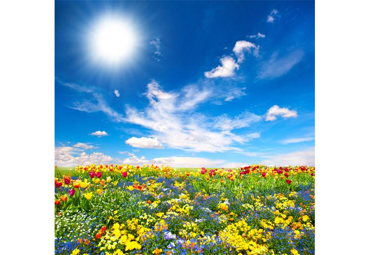 PVC Fototapete Flowerbed - ECO Wandbild Selbstklebende Tapete - 3D Vinyl Wandsticker XXL SW238
