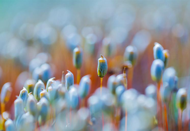 PVC Fototapete Beutiful Blooming Moss - ECO Wandbild Selbstklebende Tapete - 3D Vinyl Wandsticker XXL SW268