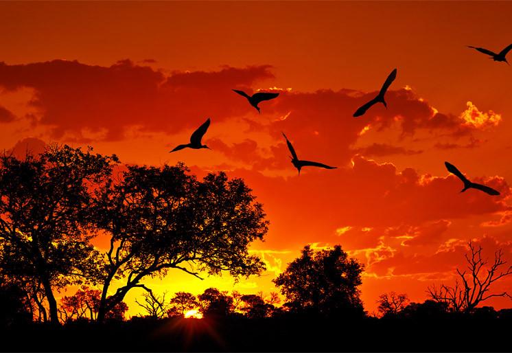 PVC Fototapete Africa With Warm Sunset – ECO Wandbild Selbstklebende Tapete – 3D Vinyl Wandsticker XXL SW318 - life-decor.de