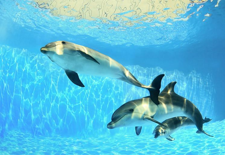 PVC Fototapete Dolphins Under Water – ECO Wandbild Selbstklebende Tapete – 3D Vinyl Wandsticker XXL SW343 - life-decor.de