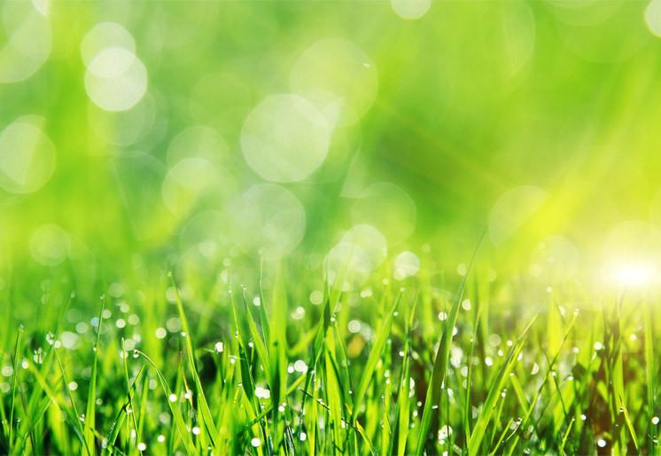 PVC Fototapete Spring Grass - ECO Wandbild Selbstklebende Tapete - 3D Vinyl Wandsticker XXL SW215