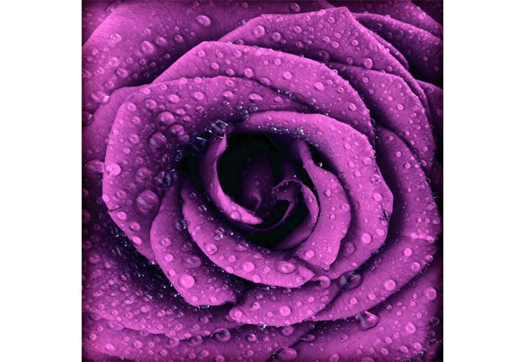 PVC Fototapete Purple Dark Rose - ECO Wandbild Selbstklebende Tapete - 3D Vinyl Wandsticker XXL SW249