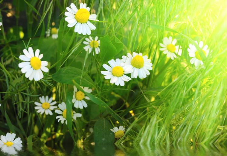 PVC Fototapete Daisy And Grass – ECO Wandbild Selbstklebende Tapete – 3D Vinyl Wandsticker XXL  SW409 - life-decor.de