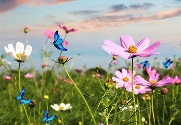 PVC Fototapete Butterflies Flying In The Flower – ECO Wandbild Selbstklebende Tapete – 3D Vinyl Wandsticker XXL  SW410 - life-decor.de