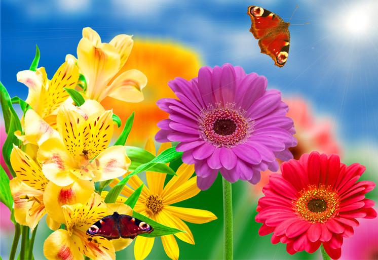 PVC Fototapete Gerber Flower – ECO Wandbild Selbstklebende Tapete – 3D Vinyl Wandsticker XXL  SW432 - life-decor.de