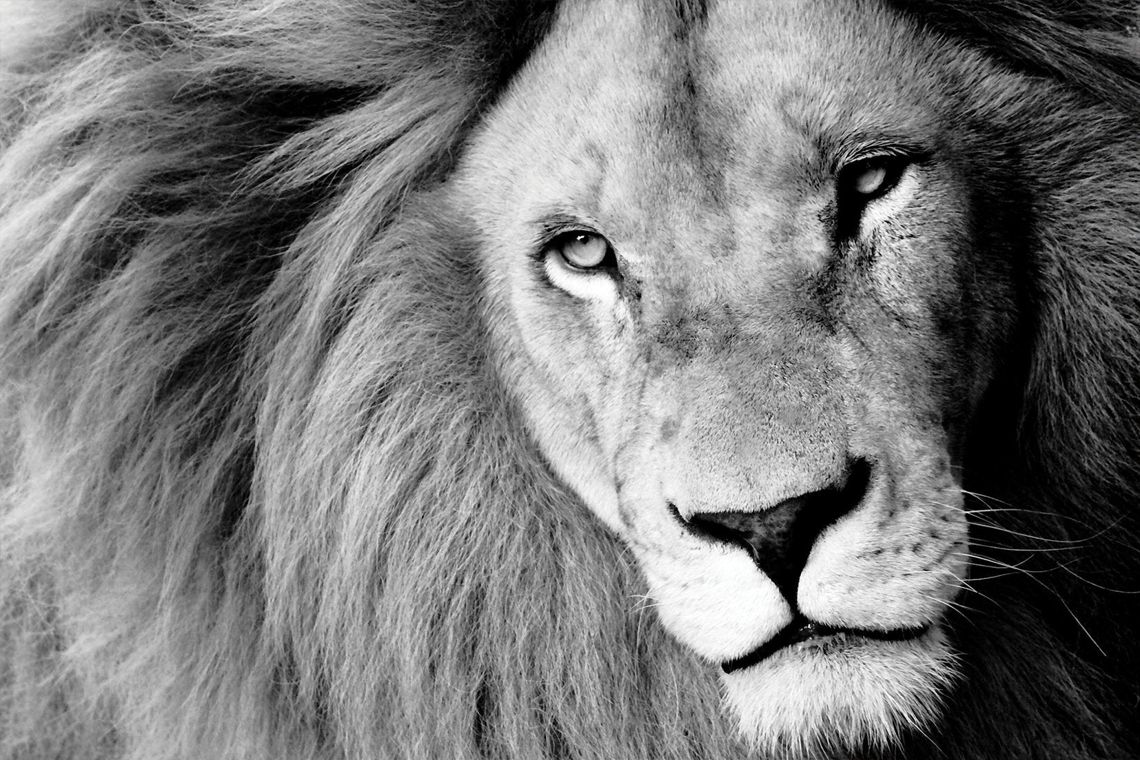 Kunst wand bilder Löwe - AP035 - life-decor.de