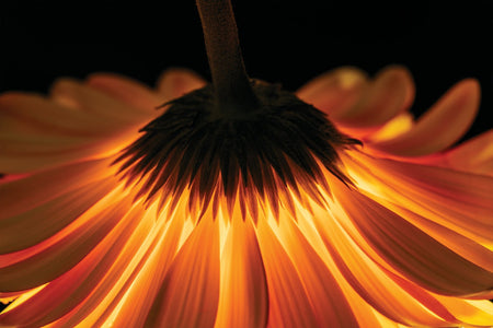 Kunst wand bilder Feuerblume - AP066 - life-decor.de