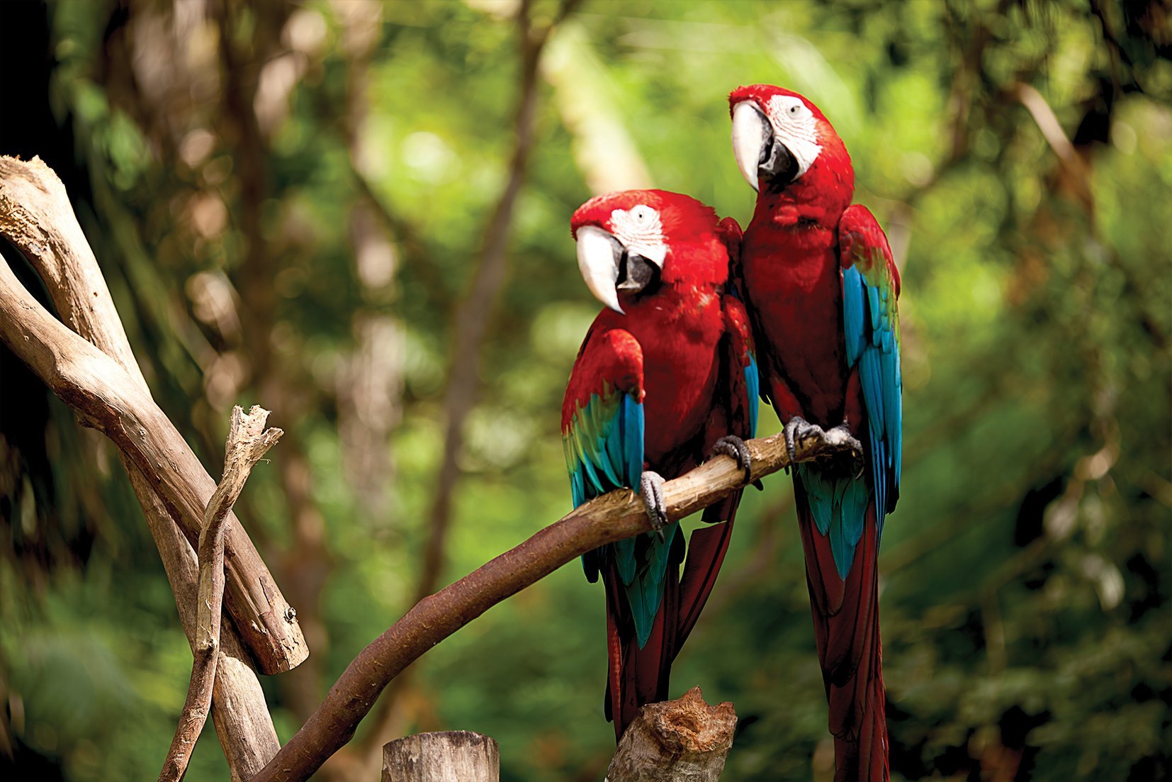 Kunst wand bilder Papageien - AP082 - life-decor.de