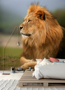 PVC Fototapete Beautiful Lion – ECO Wandbild Selbstklebende Tapete – 3D Vinyl Wandsticker XXL  SW057 - life-decor.de