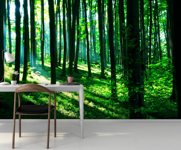 PVC Fototapete Sunshine In The Green Forest – ECO Wandbild Selbstklebende Tapete – 3D Vinyl Wandsticker XXL  SW127 - life-decor.de