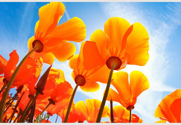 PVC Fototapete Spring Flowers – ECO Wandbild Selbstklebende Tapete – 3D Vinyl Wandsticker XXL  SW095 - life-decor.de