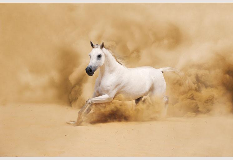 PVC Fototapete White Arabian Horse - ECO Wandbild Selbstklebende Tapete - 3D Vinyl Wandsticker XXL  SW044