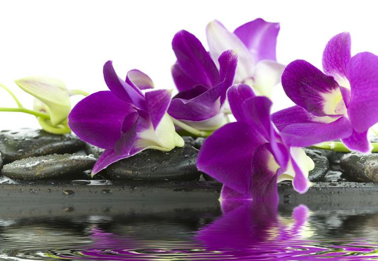 PVC Fototapete Purple Orchid – ECO Wandbild Selbstklebende Tapete – 3D Vinyl Wandsticker XXL  SW059 - life-decor.de