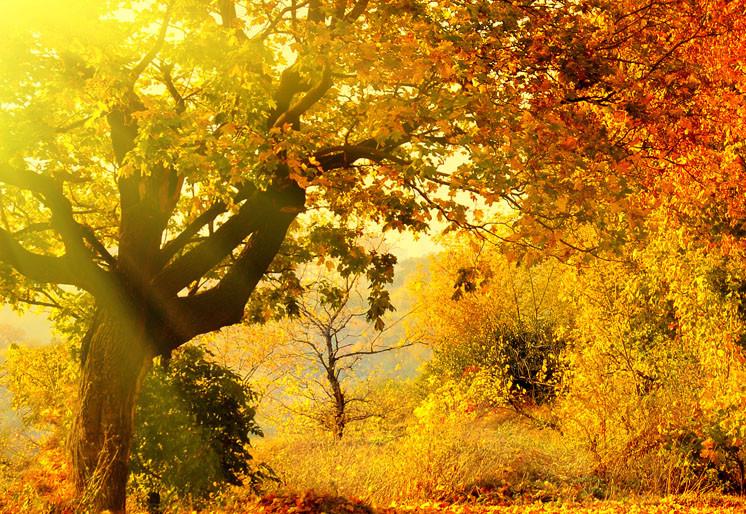 PVC Fototapete Autumn Forest – ECO Wandbild Selbstklebende Tapete – 3D Vinyl Wandsticker XXL  SW125 - life-decor.de