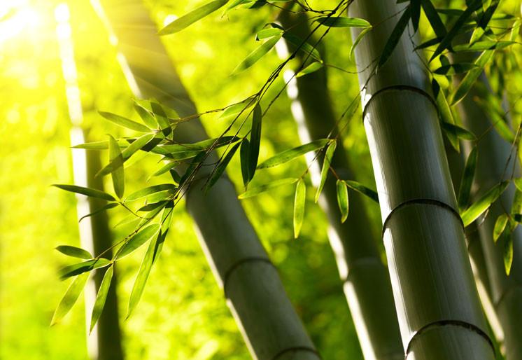 PVC Fototapete Bamboo Forest – ECO Wandbild Selbstklebende Tapete – 3D Vinyl Wandsticker XXL  SW085 - life-decor.de
