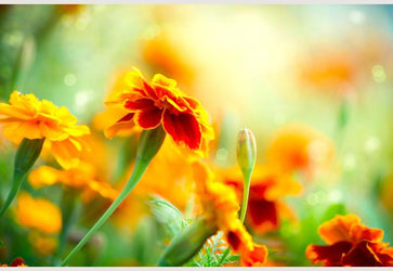 PVC Fototapete Marigold Flower – ECO Wandbild Selbstklebende Tapete – 3D Vinyl Wandsticker XXL  SW098 - life-decor.de