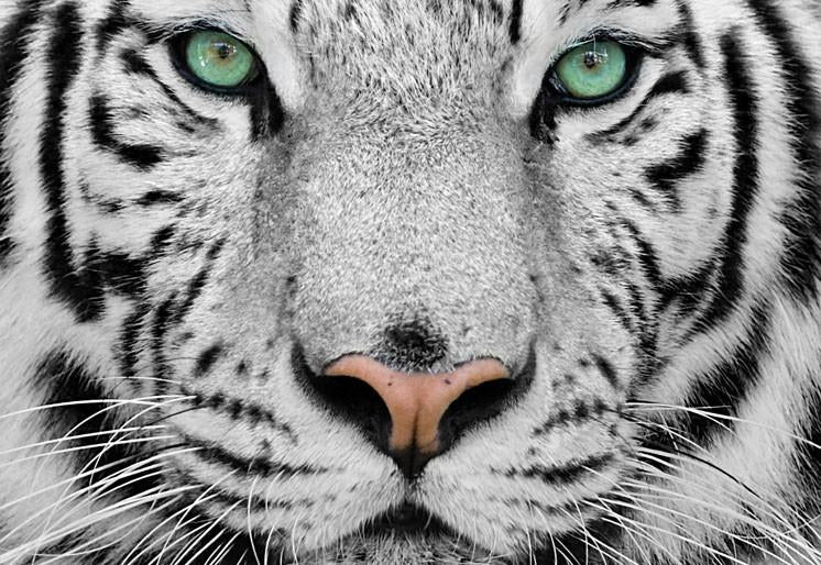 PVC Fototapete Tiger - ECO Wandbild Selbstklebende Tapete - 3D Vinyl Wandsticker XXL  SW056