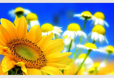 PVC Fototapete Flower backgrounds – ECO Wandbild Selbstklebende Tapete – 3D Vinyl Wandsticker XXL  SW074 - life-decor.de