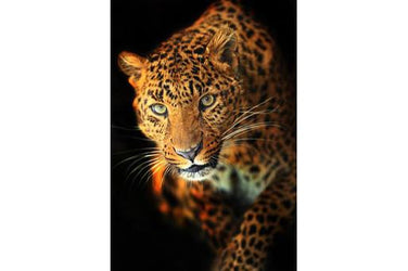 PVC Fototapete Leopard – ECO Wandbild Selbstklebende Tapete – 3D Vinyl Wandsticker XXL  SW046 - life-decor.de