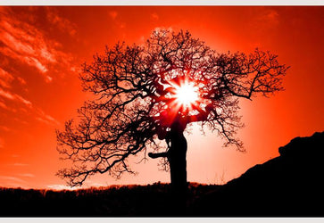 PVC Fototapete Old Oak In Sunset – ECO Wandbild Selbstklebende Tapete – 3D Vinyl Wandsticker XXL  SW134 - life-decor.de