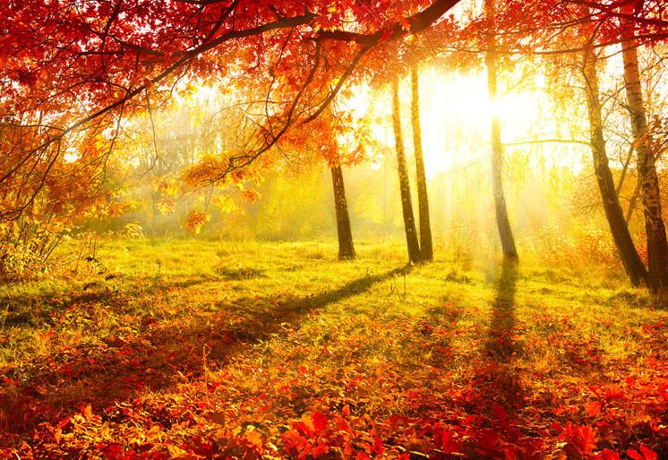 PVC Fototapete Autumnal Park – ECO Wandbild Selbstklebende Tapete – 3D Vinyl Wandsticker XXL  SW093 - life-decor.de