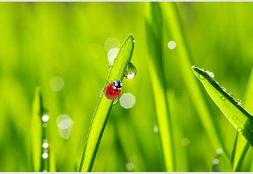 PVC Fototapete Ladybug On Grass – ECO Wandbild Selbstklebende Tapete – 3D Vinyl Wandsticker XXL  SW069 - life-decor.de