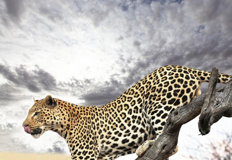 PVC Fototapete Leopard – ECO Wandbild Selbstklebende Tapete – 3D Vinyl Wandsticker XXL  SW077 - life-decor.de