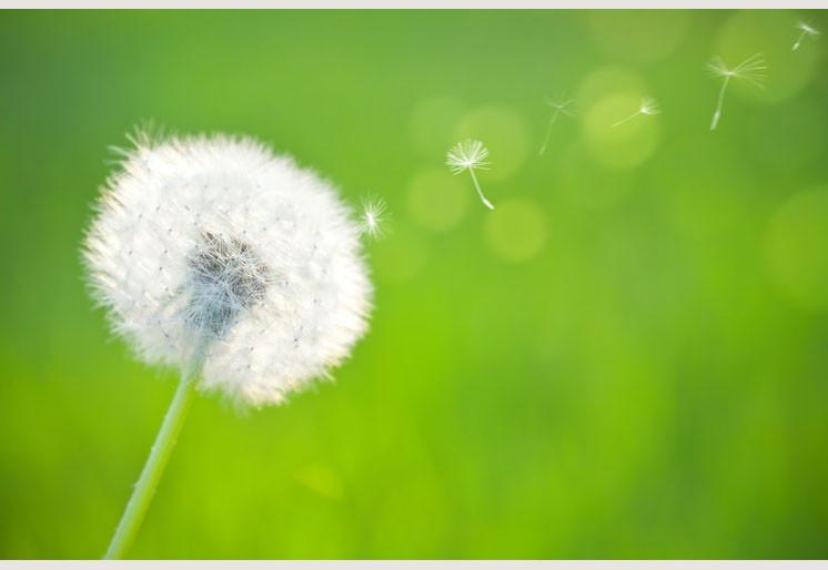 PVC Fototapete Spring Dandelion - ECO Wandbild Selbstklebende Tapete - 3D Vinyl Wandsticker XXL  SW072