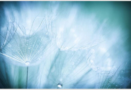 PVC Fototapete Dandelion Flower – ECO Wandbild Selbstklebende Tapete – 3D Vinyl Wandsticker XXL  SW064 - life-decor.de