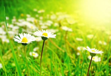 PVC Fototapete Tapeten White Flowers – ECO Wandbild Selbstklebende Tapete – 3D Vinyl Wandsticker XXL  SW097 - life-decor.de