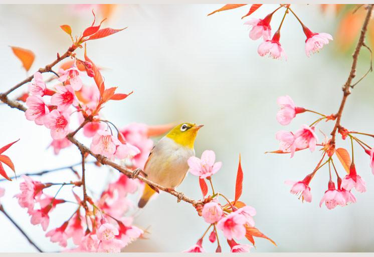 PVC Fototapete Bird On Cherry Blossom – ECO Wandbild Selbstklebende Tapete – 3D Vinyl Wandsticker XXL  SW147 - life-decor.de