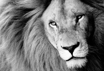 PVC Fototapete Lion – ECO Wandbild Selbstklebende Tapete – 3D Vinyl Wandsticker XXL  SW145 - life-decor.de