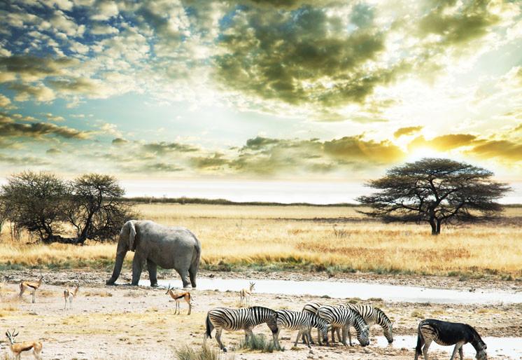 PVC Fototapete Africa – ECO Wandbild Selbstklebende Tapete – 3D Vinyl Wandsticker XXL  SW162 - life-decor.de