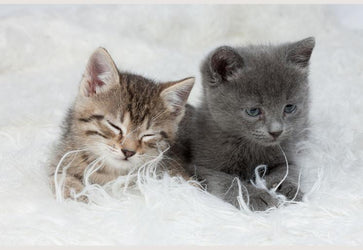 PVC Fototapete Little Kittens – ECO Wandbild Selbstklebende Tapete – 3D Vinyl Wandsticker XXL  SW117 - life-decor.de