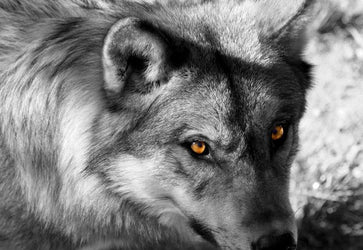 PVC Fototapete Wolf Look – ECO Wandbild Selbstklebende Tapete – 3D Vinyl Wandsticker XXL  SW058 - life-decor.de