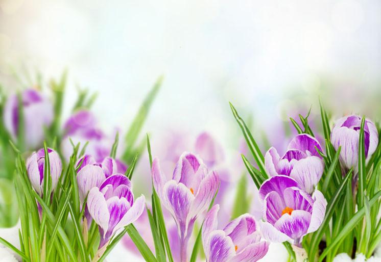 PVC Fototapete Spring Crocuses - ECO Wandbild Selbstklebende Tapete - 3D Vinyl Wandsticker XXL  SW075