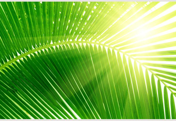 PVC Fototapete Palm And Morning Light – ECO Wandbild Selbstklebende Tapete – 3D Vinyl Wandsticker XXL  SW099 - life-decor.de
