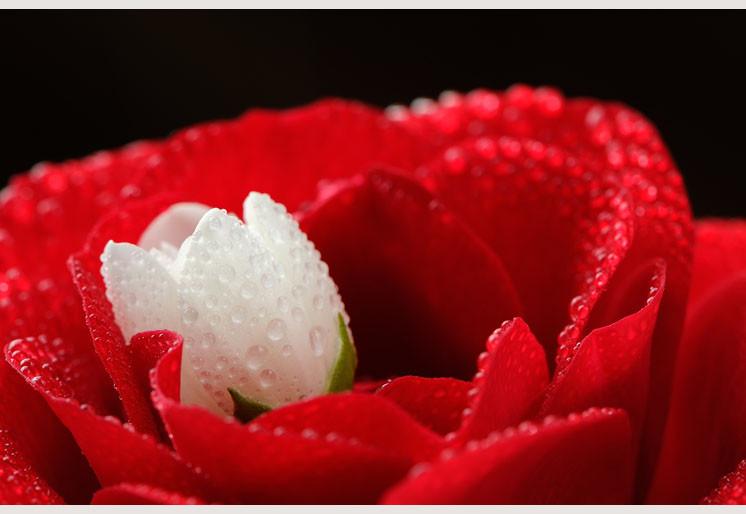 PVC Fototapete Red Rose – ECO Wandbild Selbstklebende Tapete – 3D Vinyl Wandsticker XXL  SW089 - life-decor.de