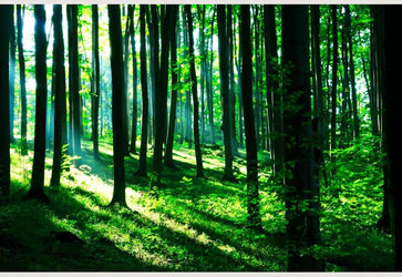 PVC Fototapete Sunshine In The Green Forest – ECO Wandbild Selbstklebende Tapete – 3D Vinyl Wandsticker XXL  SW127 - life-decor.de