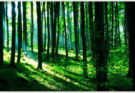 PVC Fototapete Sunshine In The Green Forest – ECO Wandbild Selbstklebende Tapete – 3D Vinyl Wandsticker XXL  SW127 - life-decor.de