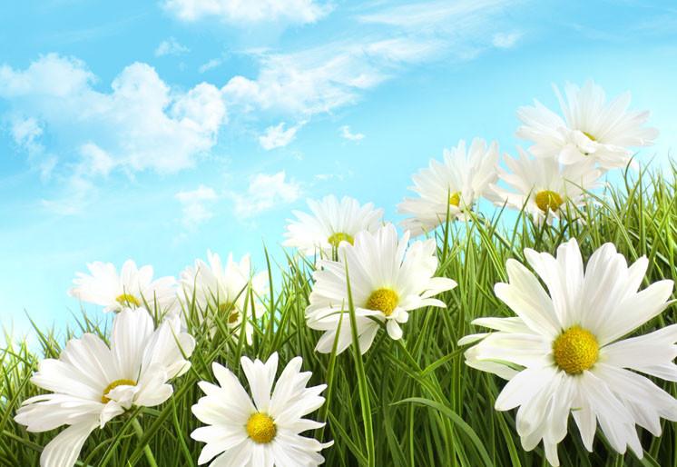 PVC Fototapete White Summer Daisies - ECO Wandbild Selbstklebende Tapete - 3D Vinyl Wandsticker XXL  SW096