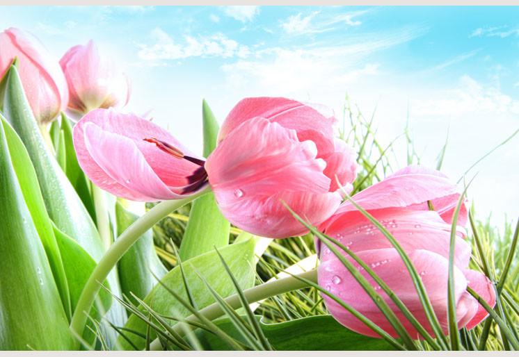 PVC Fototapete Spring Tulips - ECO Wandbild Selbstklebende Tapete - 3D Vinyl Wandsticker XXL  SW101