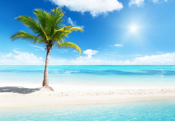 PVC Fototapete Palm On Island – ECO Wandbild Selbstklebende Tapete – 3D Vinyl Wandsticker XXL  SW100 - life-decor.de