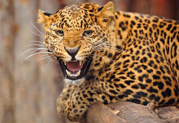 PVC Fototapete Leopard – ECO Wandbild Selbstklebende Tapete – 3D Vinyl Wandsticker XXL  SW091 - life-decor.de