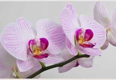 PVC Fototapete Flowers Orchids – ECO Wandbild Selbstklebende Tapete – 3D Vinyl Wandsticker XXL  SW092 - life-decor.de