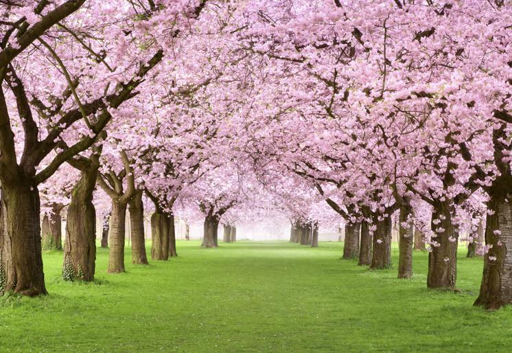 PVC Fototapete Cherry Trees – ECO Wandbild Selbstklebende Tapete – 3D Vinyl Wandsticker XXL  SW019 - life-decor.de