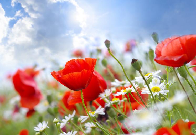 PVC Fototapete Poppy red – ECO Wandbild Selbstklebende Tapete – 3D Vinyl Wandsticker XXL  SW007 - life-decor.de